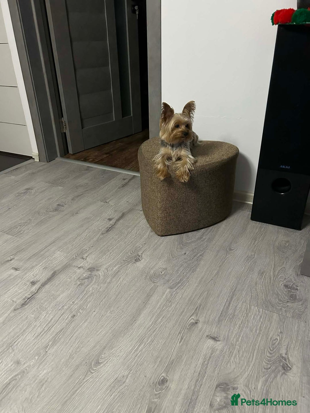 Yorkshire Terrier dogs for sale: Yorkshire Terrier Puppy - Advert 7