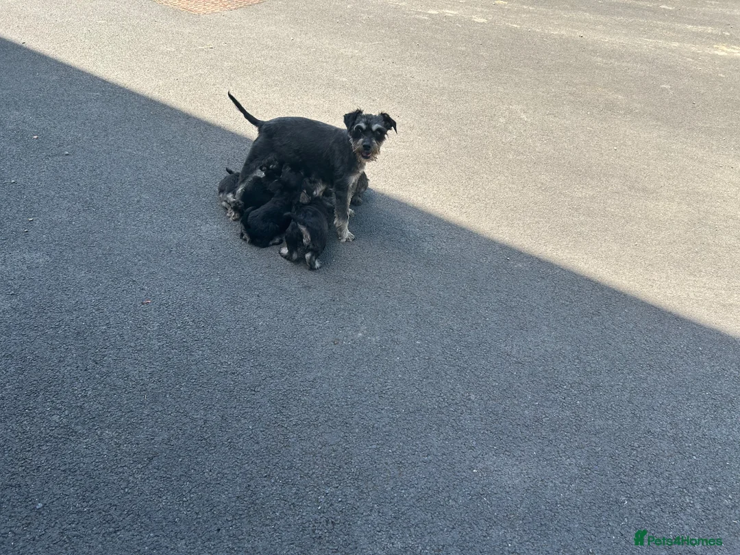 Miniature Schnauzer dogs for sale: Fun healthy miniature schnauzers kc reg  - Advert 4