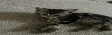 Mixed Breed 3