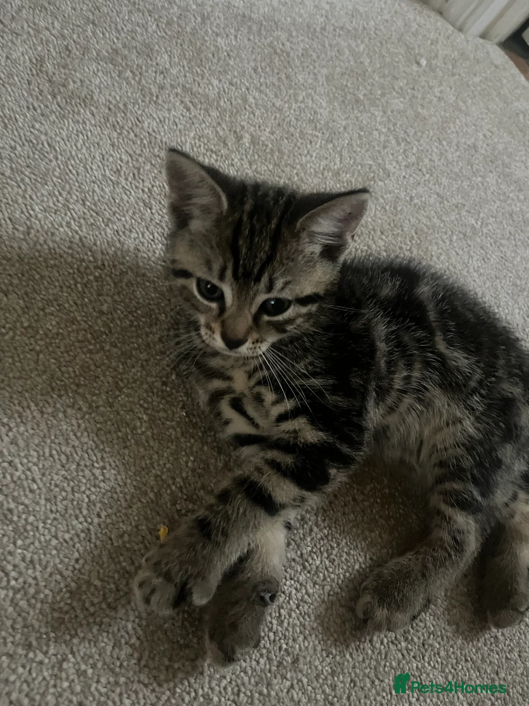 Mixed Breed cats for sale: Tabby Boys for Sale  - Advert 4