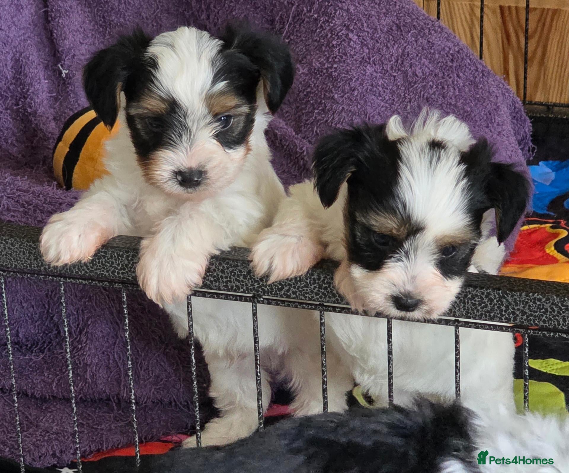 Biewer Terrier dogs Pure bred Biewer Terrier  - Advert 1