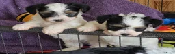 Biewer Terrier dogs for sale: Pure bred Biewer Terrier  - Advert 1