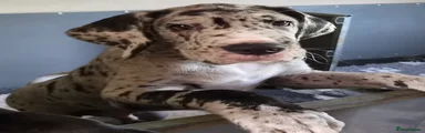 Merle male 