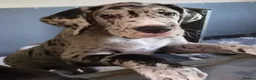 Great Dane dogs for sale: KC REG. READY NOW, FULLY VACCINATED  - Advert 8