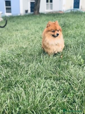 Pomeranian dogs lovely and intelligent Pomeranian girl - Advert 1