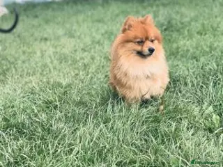 Pomeranian dogs lovely and intelligent Pomeranian girl - Advert 13