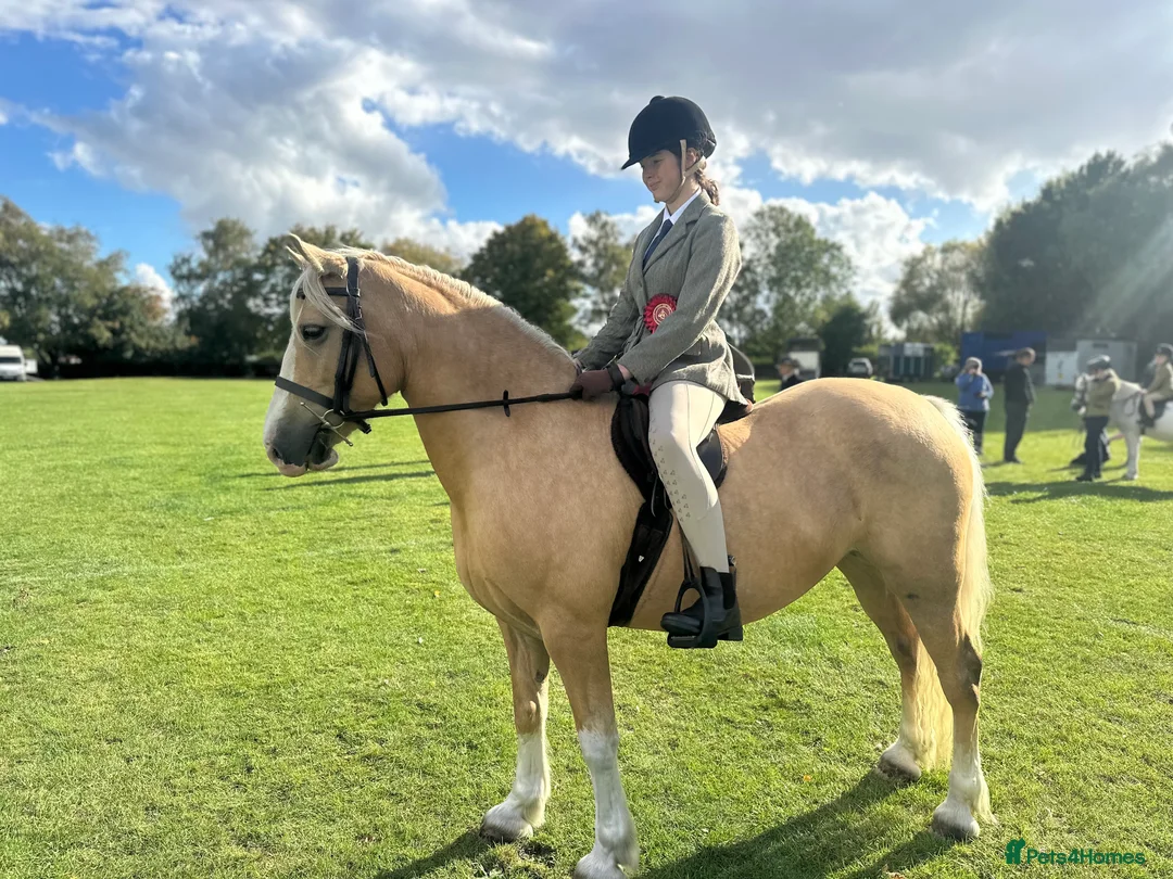 Welsh Section D horses for sale: Beautiful 7 yr old 14hh palomino mare for sale - Advert 1