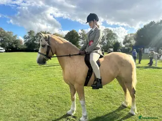 Welsh Section D horses Beautiful 7 yr old 14hh palomino mare for sale - Advert 10
