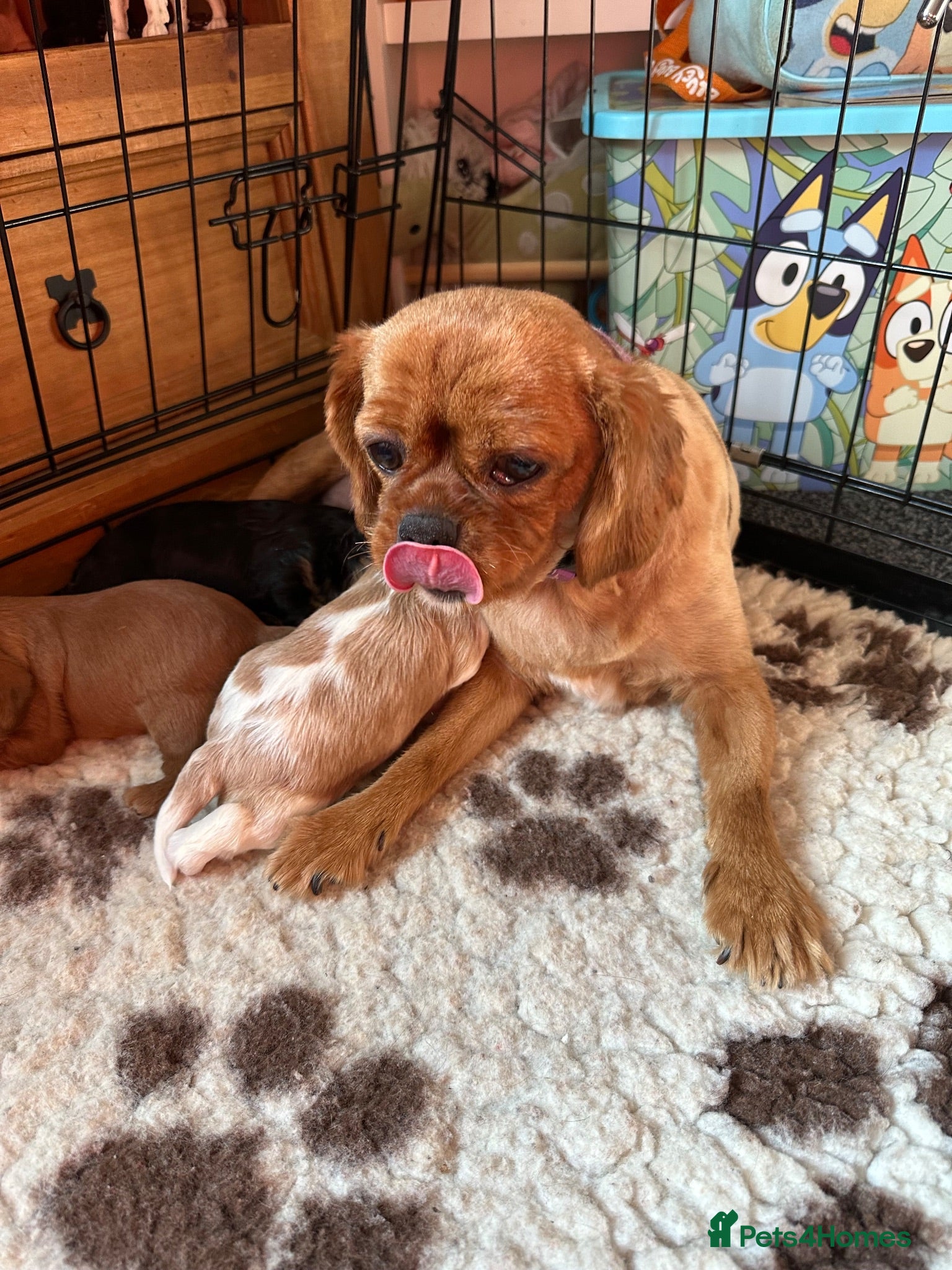 Cavalier King Charles Spaniel dogs Adorable babies - Advert 4