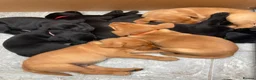 Labrador Retriever dogs for sale: 8 Stunning Fox Red & Black Labrador Puppies in Walsall - Advert 7