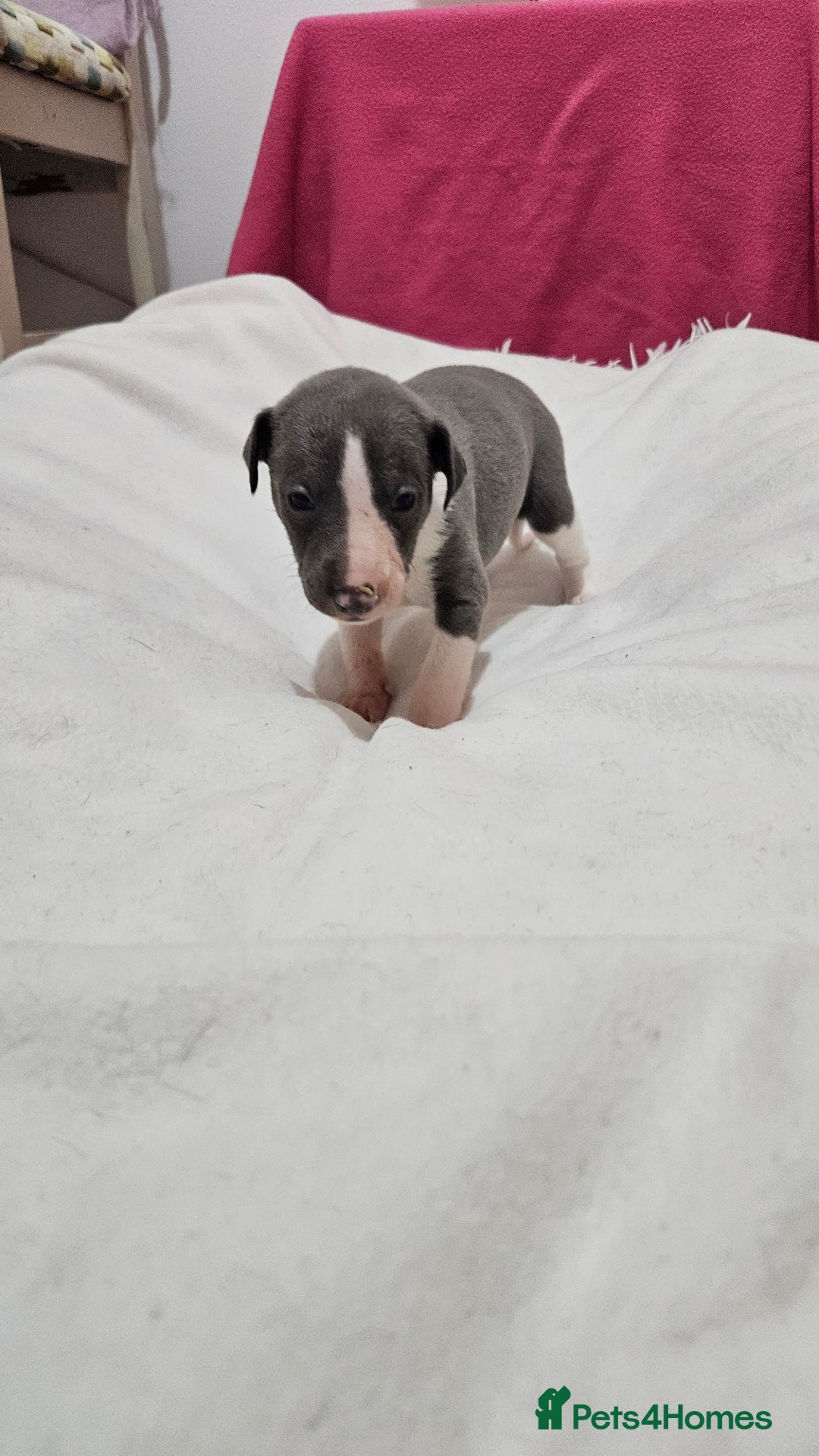 Whippet dogs for sale: KENNEL CLUB WHIPPETS  - Advert 36