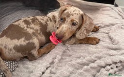Dachshund dogs for sale: 5 month miniature dachshund puppy - Image 5