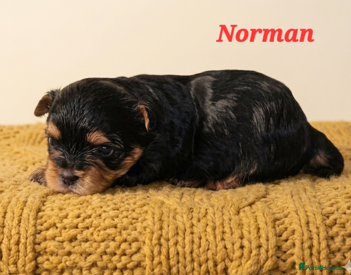 Yorkshire Terrier dogs 2 pups left  - Advert 7
