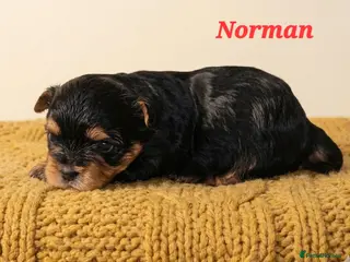 Yorkshire Terrier dogs 2 pups left - Advert 7