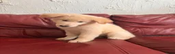 German Shepherd dogs for sale: Stunning quality GSD pups looking for new home!  - Advert 3