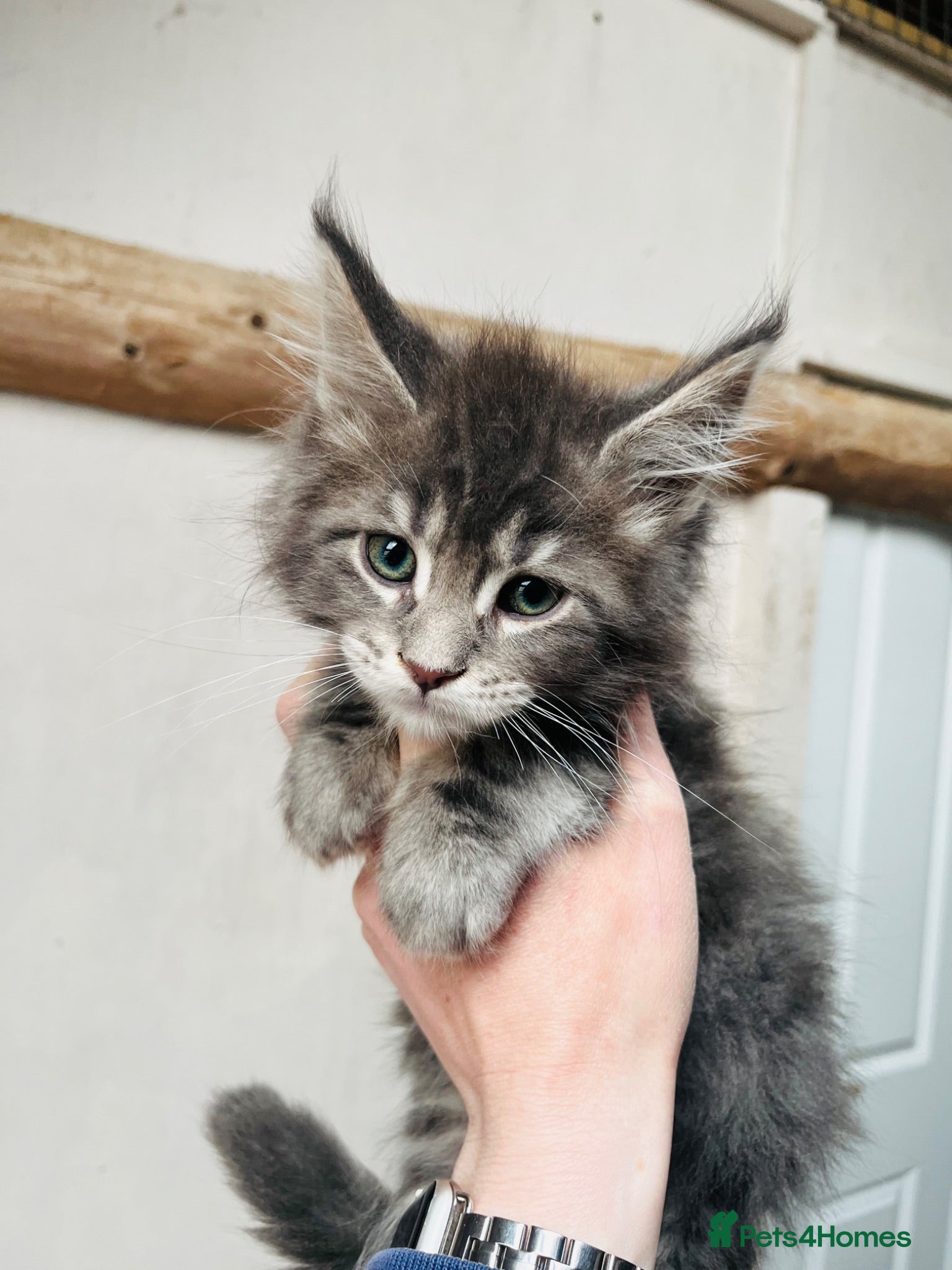 Maine Coon cats Stunning pedigree Maine coon kittens TICA  - Advert 2