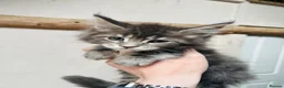 Maine Coon cats for sale: Stunning pedigree Maine coon kittens TICA  - Advert 2
