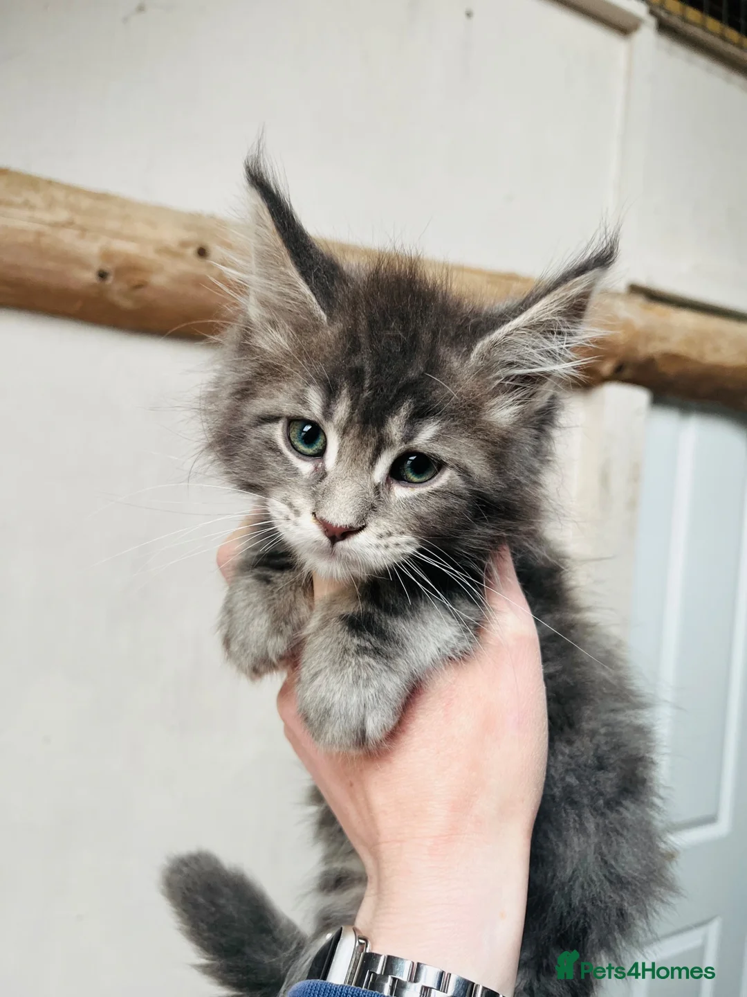Maine Coon cats for sale: Stunning pedigree Maine coon kittens TICA  - Advert 2
