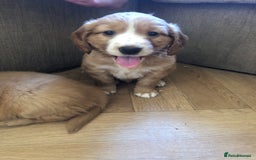 Mixed Breed dogs for sale: 5 adorable puppies - Image 8