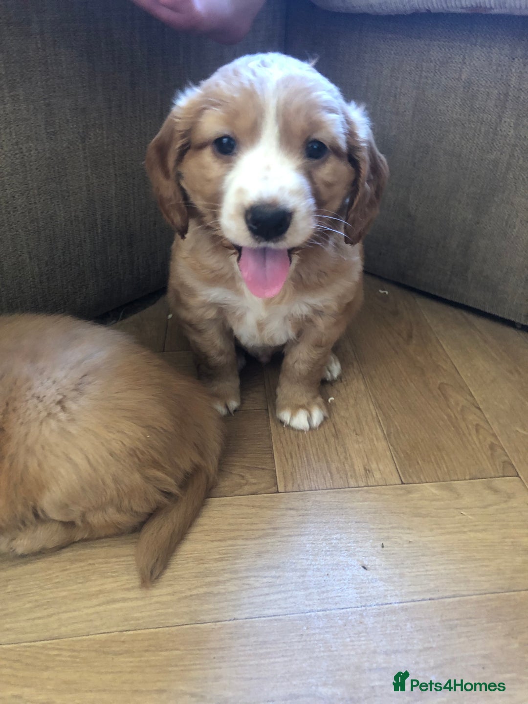 Mixed Breed dogs for sale: 5 adorable puppies - Image 8