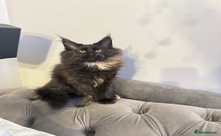 Maine Coon cats - Advert 2