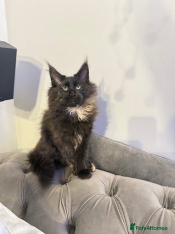 Maine Coon cats - Advert 1