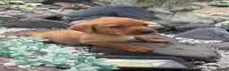 Labrador Retriever dogs for sale: Fox red Labrador  - Advert 8