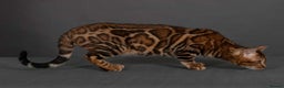 Bengal cats for sale: Angeldust Bengals - Retiring TICA registered Stud - Advert 4