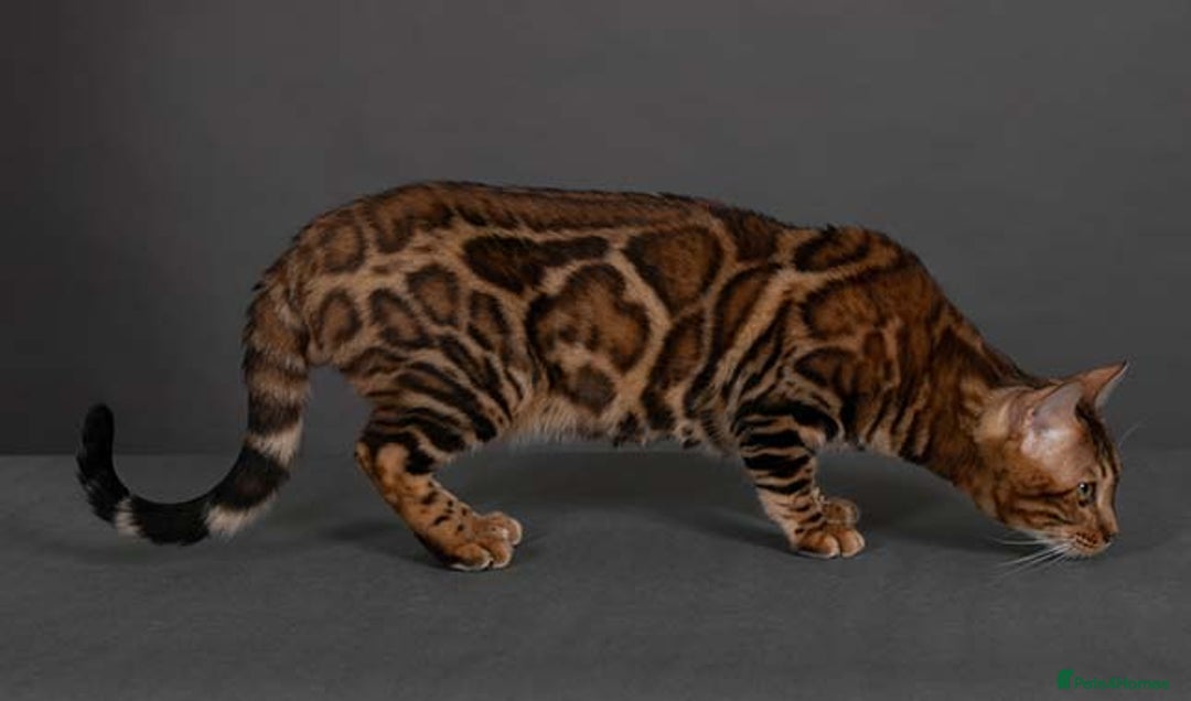 Bengal cats for sale: Angeldust Bengals - Retiring TICA registered Stud - Advert 4