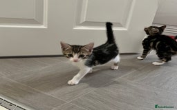 Bengal cats for sale: Bengal X Kittens - Image 15