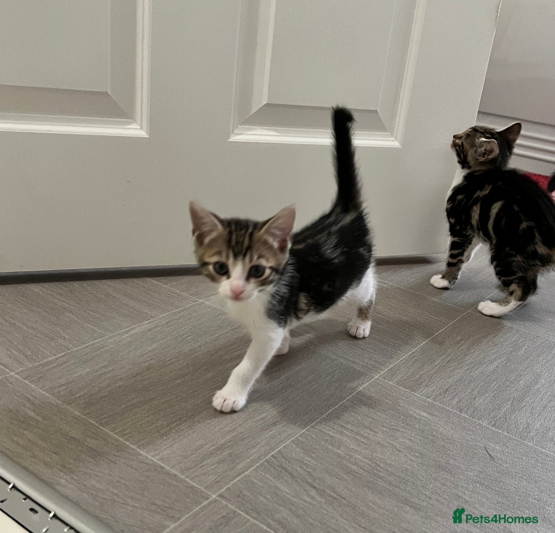 Bengal cats for sale: Bengal X Kittens - Image 15