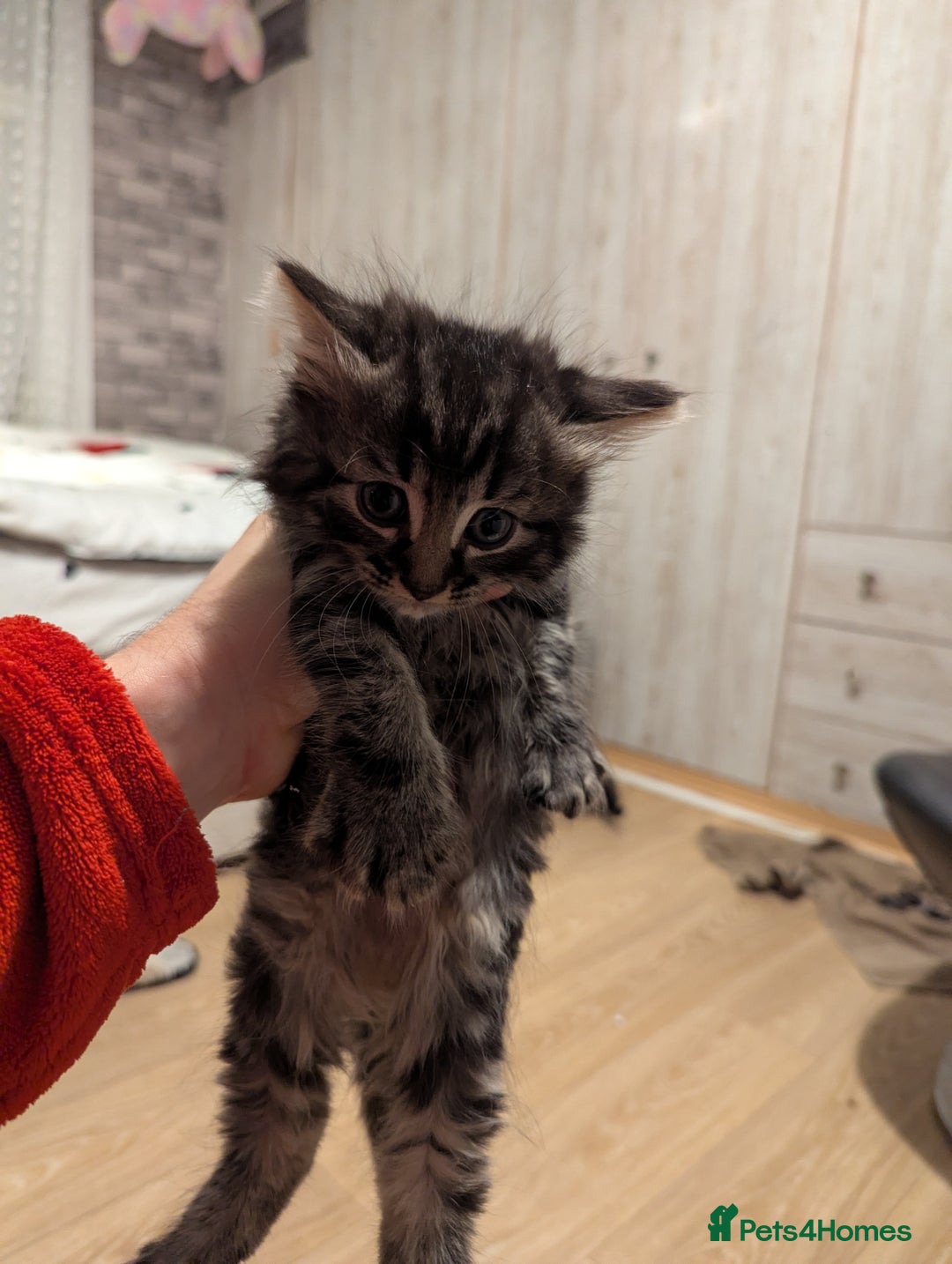 Bombay cats for sale: Beautiful kittens perfect for  **   ** s  - Advert 19