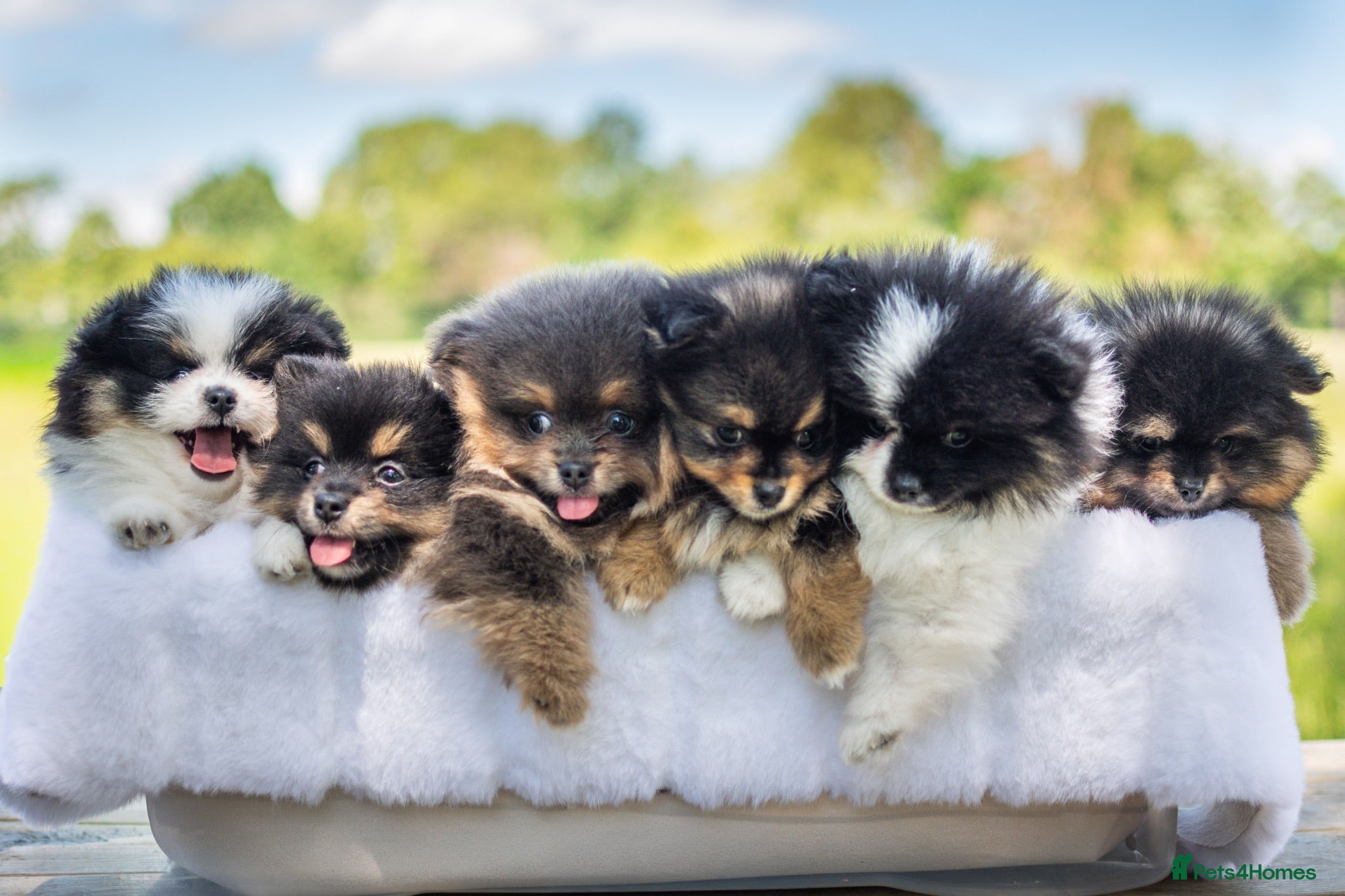Pomeranian dogs READY TODAY🐾KC Reg Pomeranians🐾Licensed Breeder - Advert 12