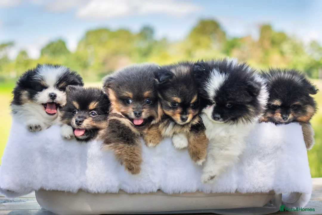 Pomeranian dogs for sale: 🐾1 Parti Boy available TODAY🐾KC Reg 🐾Licensed - Advert 2