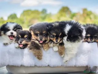 Pomeranian dogs READY TODAY🐾KC Reg Pomeranians🐾Licensed Breeder - Advert 12