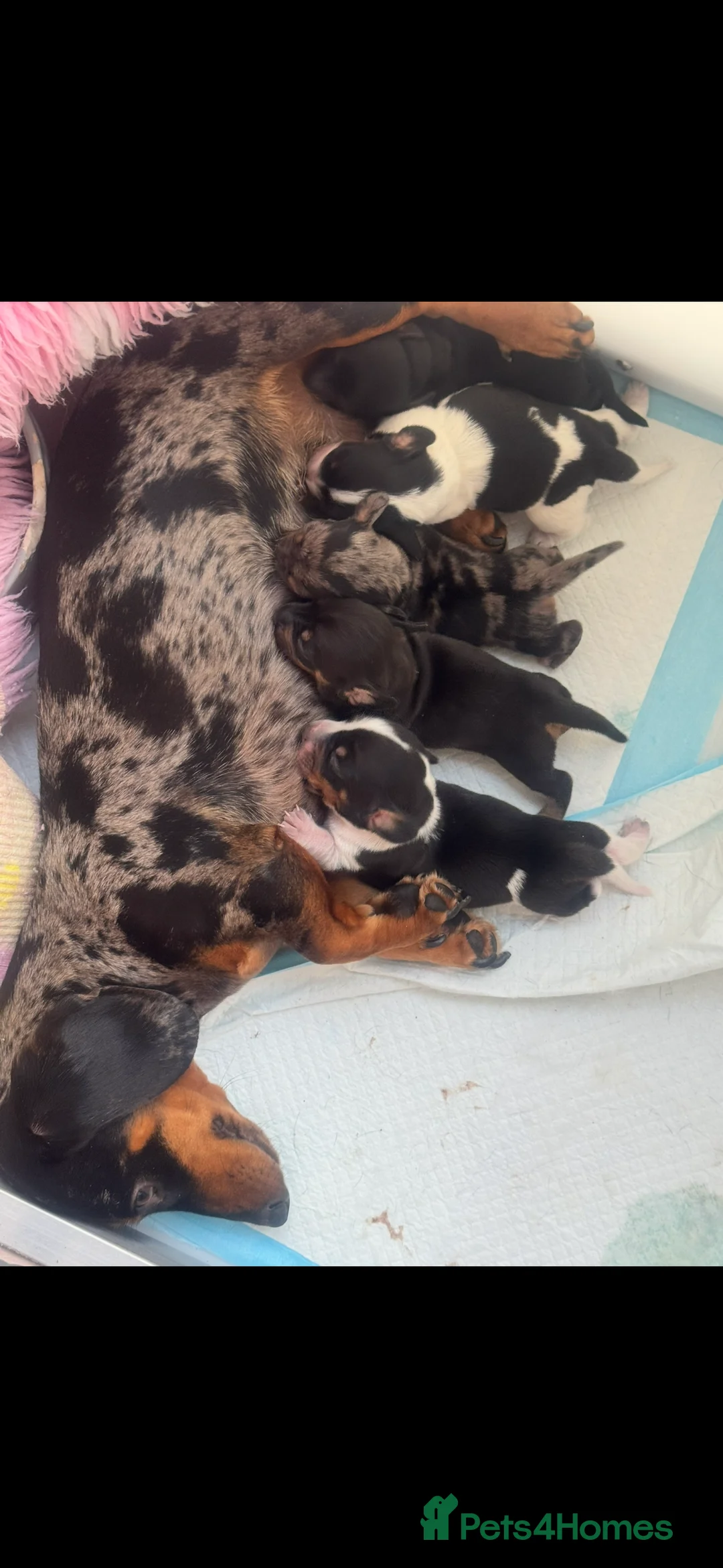 Miniature Dachshund dogs for sale: Miniature Dachshund puppies - Advert 4