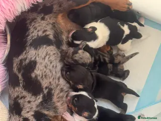 Miniature Dachshund dogs for sale: Miniature Dachshund puppies - Advert 1