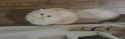 Persian cats for sale: 3 Pure Persian Chinchilla Kittens  - Advert 13