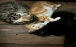 British Shorthair cats for sale: 4 kittens for sale: 3 girls 1 boy mixed coats  - Image 24