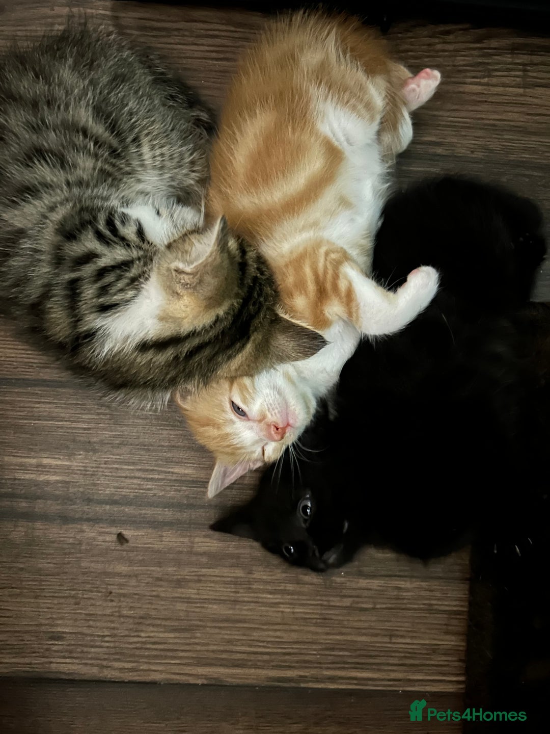 British Shorthair cats for sale: 4 kittens for sale: 3 girls 1 boy mixed coats  - Image 24
