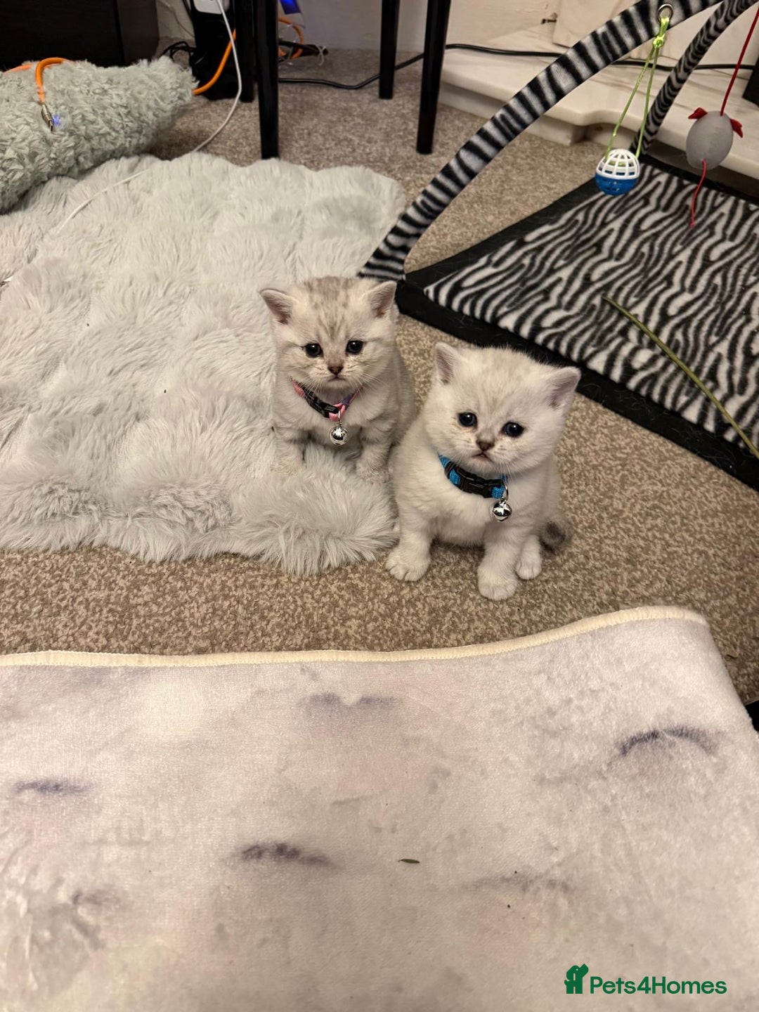 British Shorthair cats for sale: 1 boy 1 girl, ready to leave 11th March - Advert 2