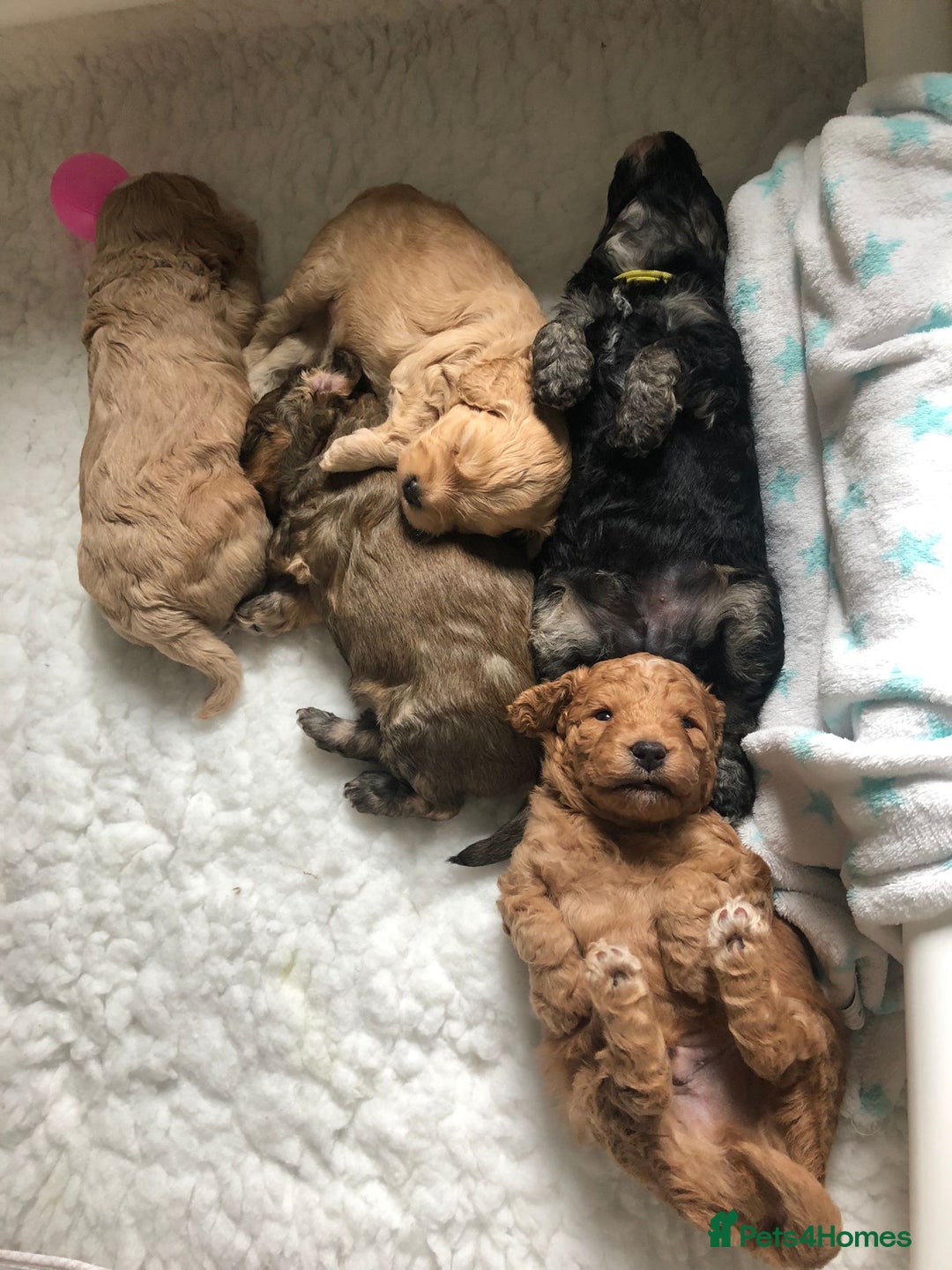 Toy Poodle dogs for stud: PRA Clear,Kc reg,proven toy poodle in Manchester - Image 23