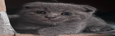 Brazilian Shorthair Kitten 3