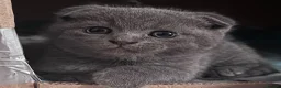 Brazilian Shorthair cats for sale: British Shorthair Kitten  - Advert 18