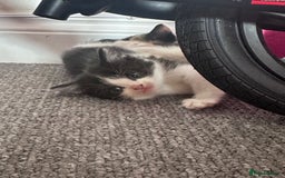 Mixed Breed cats for sale: Black and white kitten  - Image 1