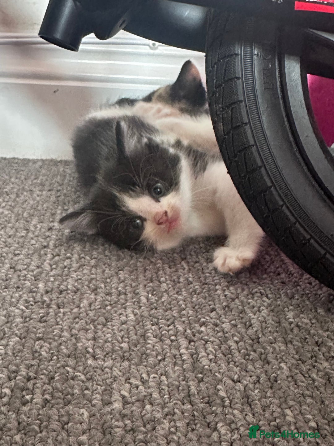 Mixed Breed cats for sale: Black and white kitten  - Image 1