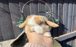 Mini Lop rabbits for sale: STUNNING baby mini lops - Image 5