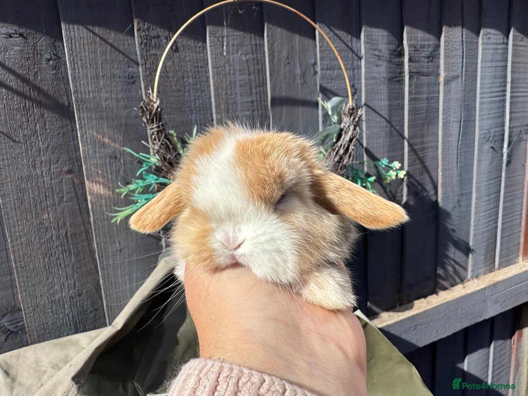 Mini Lop rabbits for sale: STUNNING baby mini lops - Image 5