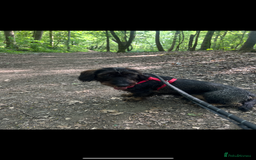 Dachshund dogs for sale: Wire haired Dachshund Bingley £250 - Advert 4