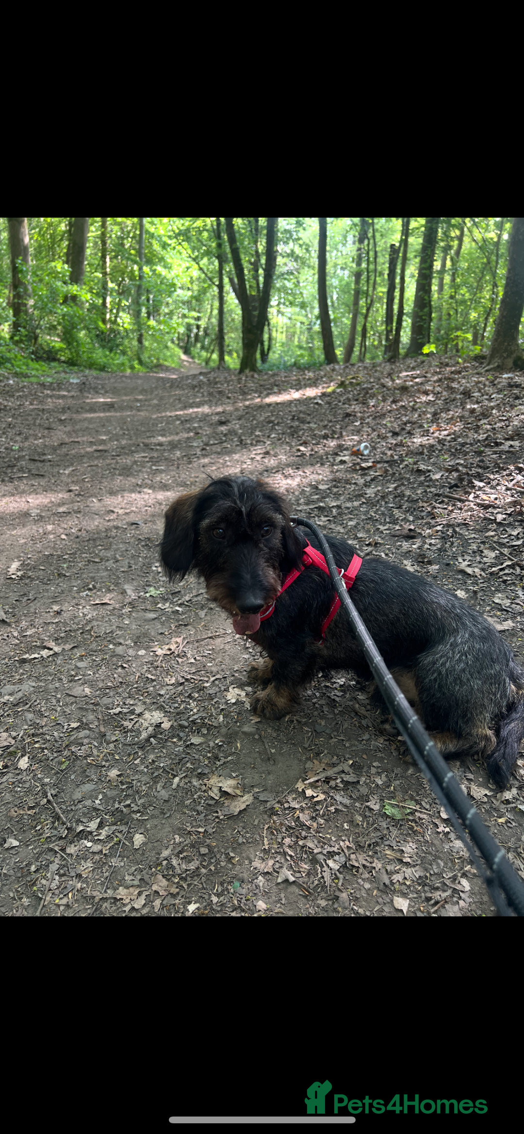 Dachshund dogs for sale: Wire haired Dachshund Bingley £250 - Advert 4